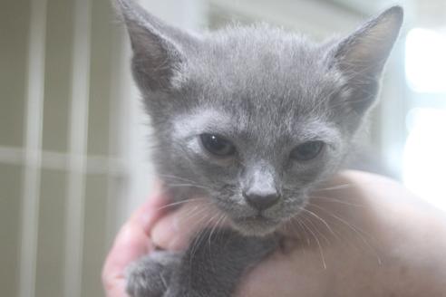 北海道のロシアンブルー｜男の子・2021/06/08生まれ・人馴れして、餌も