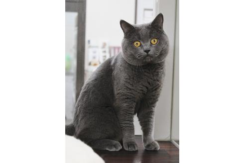 販売中のブリティッシュショートヘアの親猫