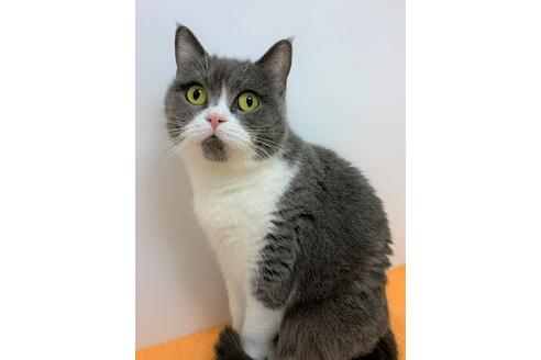 販売中のブリティッシュショートヘアの親猫
