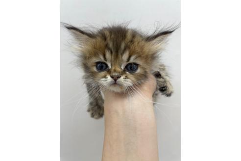 東京都のラガマフィン 男の子 21 06 06生まれ ふわふわな毛とくりくりお目目がかわいい ラガマフィン くん 子猫id 子猫ブリーダーナビ