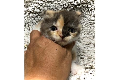鹿児島県のブリーダーを探す 子猫ブリーダーナビ 鹿児島県のブリーダーを探す 子猫ブリーダーナビ
