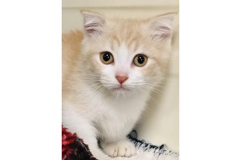 京都府でマンチカンの子猫を探す 子猫ブリーダーナビ 京都府でマンチカンの子猫を探す 子猫ブリーダーナビ