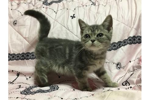 三重県のアメリカンショートヘア 男の子 21 04 02生まれ ブルークラシックタビーの男の子 子猫id 158 子猫ブリーダーナビ 三重県のアメリカンショートヘア 男の子 21 04 02生まれ ブルークラシックタビーの男の子 子猫id 158 子猫ブリーダーナビ