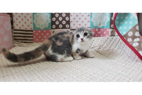 香川県のマンチカン 女の子 21 05 16生まれ ド短足なマンチカンです 子猫id 子猫ブリーダーナビ 香川県のマンチカン 女の子 21 05 16生まれ ド短足なマンチカンです 子猫id 子猫ブリーダーナビ