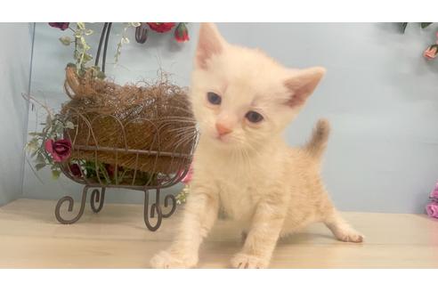 新潟県でマンチカンの子猫を探す 子猫ブリーダーナビ 新潟県でマンチカンの子猫を探す 子猫ブリーダーナビ