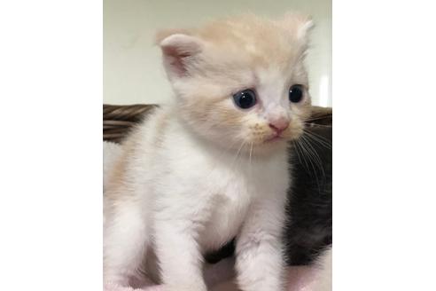 京都府のマンチカン 男の子 21 06 28生まれ 人気のクリーム色の折れ耳くん 子猫id 子猫ブリーダーナビ