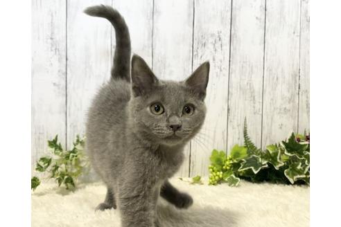 静岡県のシャルトリュー 男の子 21 05 07生まれ 性格のいい男の子です 子猫id 子猫ブリーダーナビ