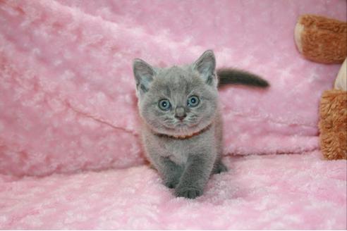 関西でブリティッシュショートヘアの子猫を探す 子猫ブリーダーナビ
