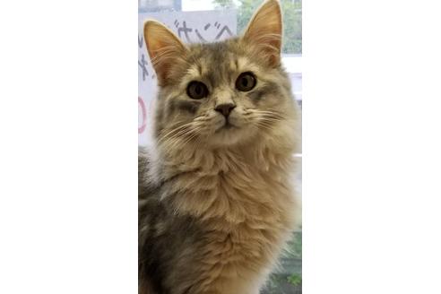 販売中のミックスの親猫