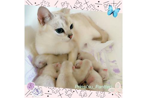 販売中のその他の猫種の親猫