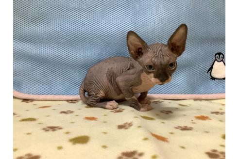 北海道でスフィンクスのブリーダーを探す 子猫ブリーダーナビ 北海道でスフィンクスのブリーダーを探す 子猫ブリーダーナビ