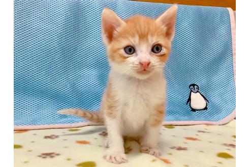 東京都のマンチカン 男の子 21 07 03生まれ まったり穏やかな足長タイプのマンチカンちびちゃん 子猫id 子猫 ブリーダーナビ 東京都のマンチカン 男の子 21 07 03生まれ まったり穏やかな足長タイプのマンチカンちびちゃん 子猫id 子猫 ブリーダーナビ