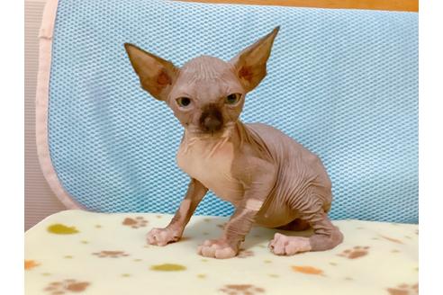 スフィンクスの子猫を探す 子猫ブリーダーナビ