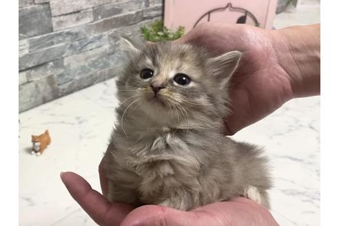 北海道のブリーダーを探す 子猫ブリーダーナビ