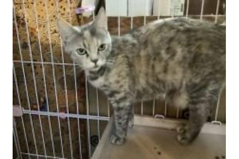 販売中のマンチカンの親猫