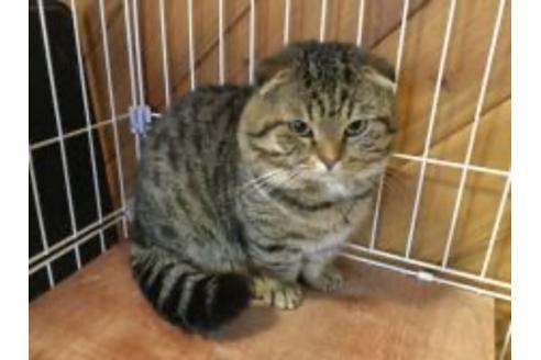 販売中のマンチカンの親猫