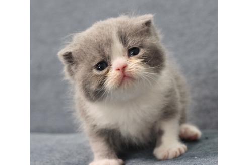 佐賀県のエキゾチックショートヘア 男の子 21 07 22生まれ まん丸な男の子 子猫id 子猫ブリーダーナビ