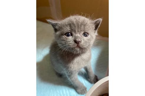 ブリティッシュショートヘアの子猫を探す 子猫ブリーダーナビ ブリティッシュショートヘアの子猫を探す 子猫ブリーダーナビ
