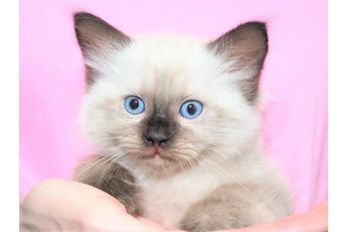 三重県のラグドール 女の子 21 06 24生まれ お客様との一期一会を大切に健康で丈夫な人馴れした子猫さんを安価で提供させて頂きたいと思います 子猫id 子猫ブリーダーナビ