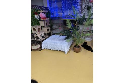 千種美智子ブリーダーの詳細