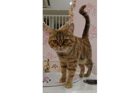 販売中のエキゾチックショートヘアの親猫