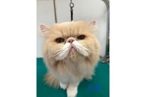 販売中のエキゾチックショートヘアの親猫