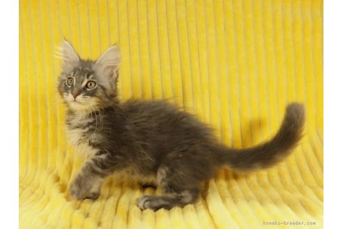 東京都のメインクーン 女の子 21 06 01生まれ 7頭兄妹 ブルータビーの女の子 子猫id 子猫ブリーダーナビ