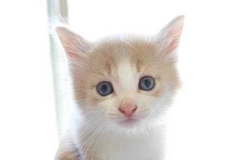 神奈川県のブリーダーを探す 子猫ブリーダーナビ 神奈川県のブリーダーを探す 子猫ブリーダーナビ