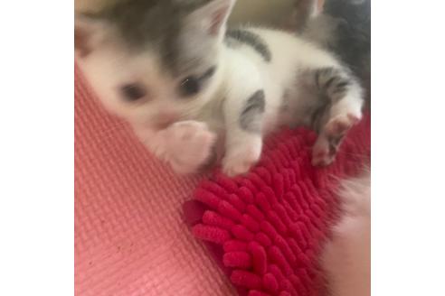 愛知県のマンチカン 男の子 21 07 27生まれ 可愛い短足の男の子です 子猫id 162 子猫ブリーダーナビ 愛知県のマンチカン 男の子 21 07 27生まれ 可愛い短足の男の子です 子猫id 162 子猫ブリーダーナビ
