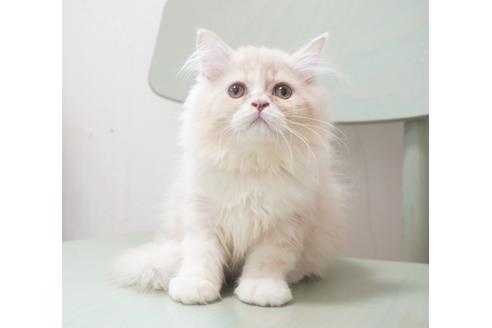 福岡県でミヌエットの子猫を探す 子猫ブリーダーナビ 福岡県でミヌエットの子猫を探す 子猫ブリーダーナビ