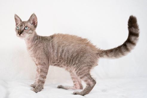 鹿児島県のブリーダーを探す 子猫ブリーダーナビ