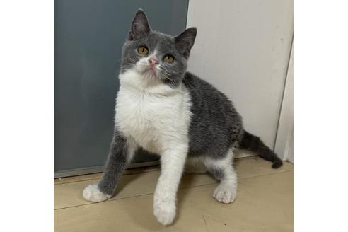 格安なブリティッシュショートヘアの子猫を探す 子猫ブリーダーナビ 格安なブリティッシュショートヘアの子猫を探す 子猫ブリーダーナビ