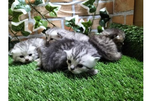 鹿児島県でミヌエットの子猫を探す 子猫ブリーダーナビ 鹿児島県でミヌエットの子猫を探す 子猫ブリーダーナビ