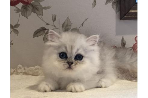 宮崎県でペルシャ チンチラ の子猫を探す 子猫ブリーダーナビ 宮崎県でペルシャ チンチラ の子猫を探す 子猫ブリーダーナビ