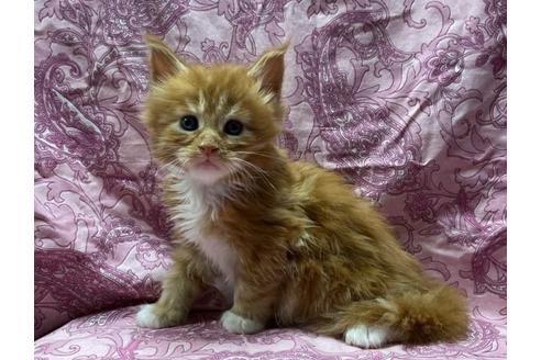 新潟県のメインクーン 男の子 21 08 01生まれ 新米ママから5頭兄弟 1番目に大きく成長中 子猫id 子猫ブリーダーナビ