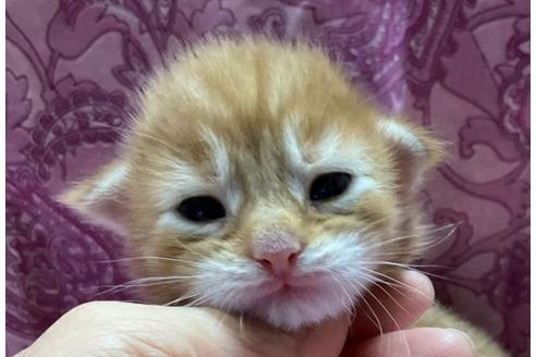 新潟県のメインクーン 男の子 21 08 17生まれ 両親共に遺伝検査クリア チャンピオン 子猫id 子猫ブリーダーナビ