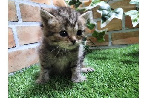 鹿児島県の子猫を探す 子猫ブリーダーナビ