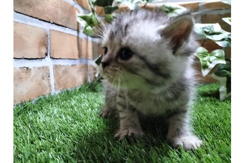 鹿児島県のブリーダーを探す 子猫ブリーダーナビ