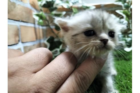 鹿児島県のブリーダーを探す 子猫ブリーダーナビ