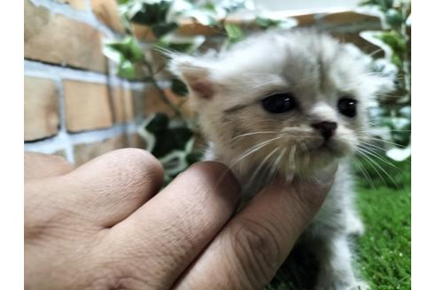 鹿児島県のブリーダーを探す 子猫ブリーダーナビ 鹿児島県のブリーダーを探す 子猫ブリーダーナビ