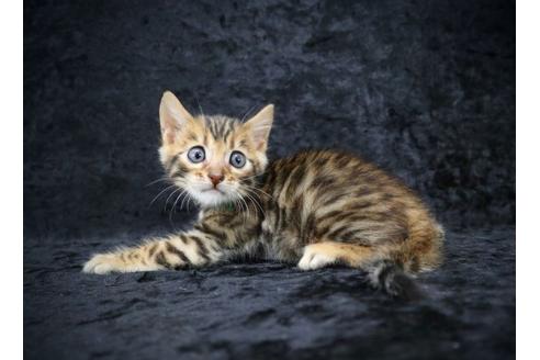 千葉県のベンガル 男の子 21 07 19生まれ 可愛い男のコ 子猫id 子猫ブリーダーナビ