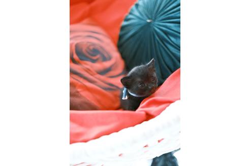 大阪府でボンベイの子猫を探す 子猫ブリーダーナビ