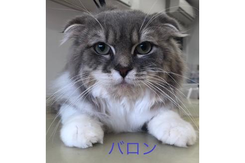 販売中のスコティッシュフォールドの親猫