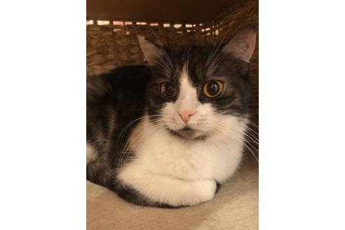 販売中のスコティッシュフォールドの親猫