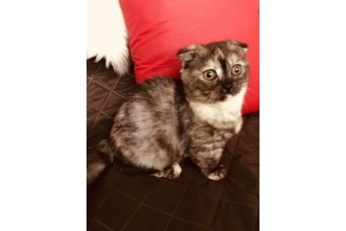 北海道のマンチカン 女の子 21 05 09生まれ 訳あり お値打ち価格 短足マンチカン 子猫id 子猫ブリーダーナビ
