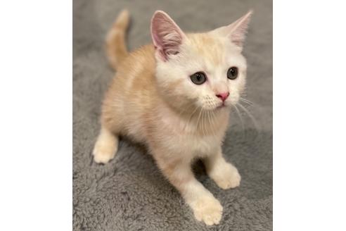 マンチカンの子猫を探す 48ページ目 子猫ブリーダーナビ