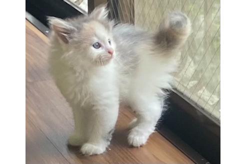 島根県のノルウェージャンフォレストキャット 女の子 21 07 18生まれ 淡い色のキャリコで美人 子猫id 子猫ブリーダーナビ