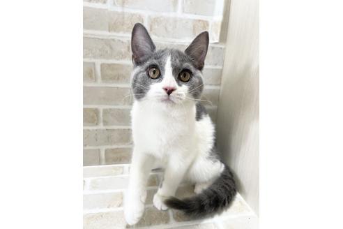 栃木県でブリティッシュショートヘアの子猫を探す 子猫ブリーダーナビ