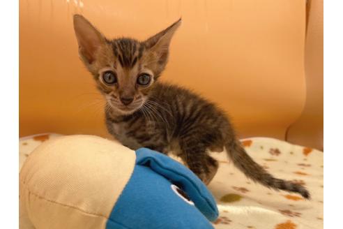 ジェネッタの子猫を探す｜子猫ブリーダーナビ