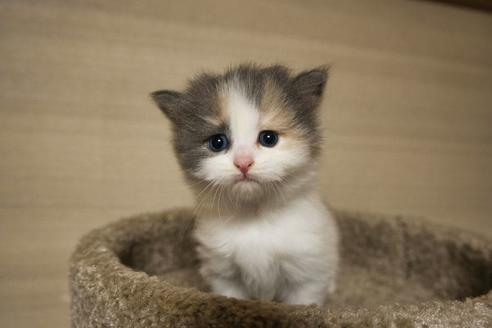 大阪府のスコティッシュフォールド 女の子 21 08 15生まれ 三色の可愛い三毛猫ちゃん 元気です 子猫id 子猫ブリーダーナビ
